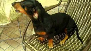 Cachorro  Basset Dachshund (Fred)