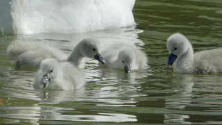 A good Day - The Swan Family outing in 4K