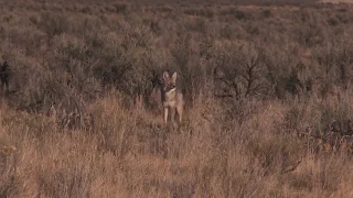Coyote Hunting - 90 DIRT Naps in ONE Video!!!! - Coyote Assassins Final Episode Season 1