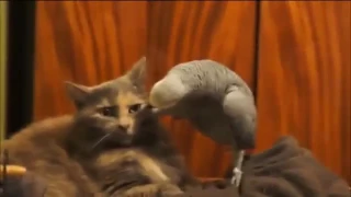 Кот и попугай! Очень смешно! Смотреть всем