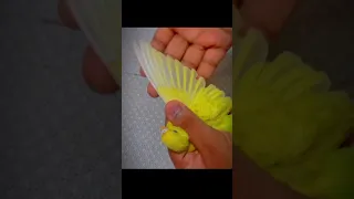 Cutting budgie's feather for her safety | Trimming budgie's feature |Budgie mutation |Beautiful bird