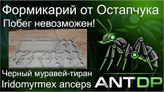 Обзор формикария и вида Iridomyrmex anceps