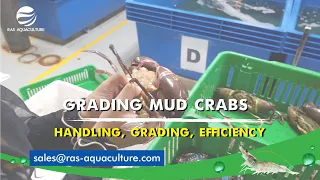 Efficient Handling and Grading of MUD CRABS