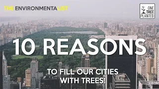 10 Reasons to Plant Trees in Our Cities | One Tree Planted