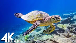 11 HOURS of 4K Underwater Wonders + Relaxing Music - Coral Reefs & Colorful Sea Life in UHD