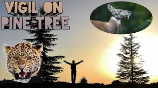 Vigil On Pine Tree | Jim Corbett | The Man Eating Leopard Of Rudraprayag | Jim Corbett Hunting Tale