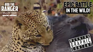 Leopard Catches A Warthog | Epic Battle In the Wild | Rob The Ranger Special Edition