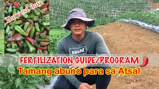 Fertilization guide/program para sa Atsal. #atsal #atsalfarming