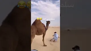 CAMEL ATTACKS A MAN SO BADLY