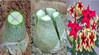 Unique Technique To Multiple Graft Adenium  |  Desert Rose Plant Grafting