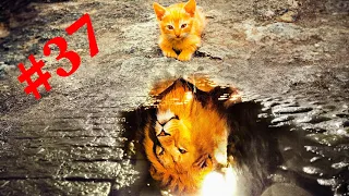 СМЕШНЫЕ КОШКИ И🐱 ДРУГИЕ ЖИВОТНЫЕ!!!🐓🐈🐹#37