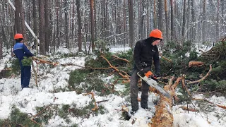 Валка гибридного дерева Бензопилой Stihl MS 361