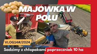 Spędzam majówkę z synami w polu. Sadzimy poprzeczniak o powierzchni 10 ha.