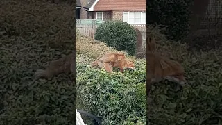 Red Urban Foxes Mating until another fox arrives!