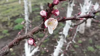 Захист бруньок плодових дерев від морозів в моєму домашньому саду. 03.04.2023 р.