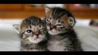 Mom gives birth to 6 of the CUTEST Baby Kittens!! 🐱(WARNING: CUTE)