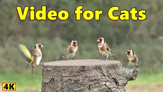 Cat TV ~ Birds for Cats to Watch 4K Spectacular ~ Birds of The UK ⭐ 8 HOURS ⭐