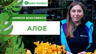 КОРИСТЬ ТА ВЛАСТИВОСТІ | АЛОЕ | Agro-Market.ua (польза и свойства алоэ)