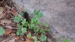 Caine the Black Fuzzy Caterpillar