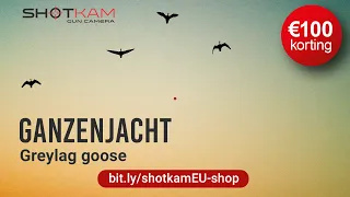 Ganzenjacht - Greylag goos hunt | SHOTKAM