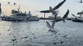Чайки в Сочи 2021 / Seagulls in Sochi