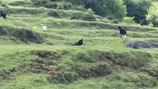 Tiger Hunting Goat