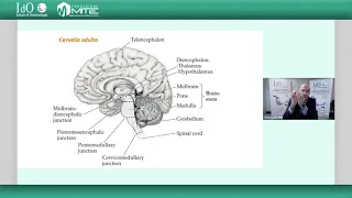 Struttura e funzioni del cervello