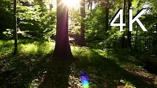 4K Nature Video, MAY FOREST WALK