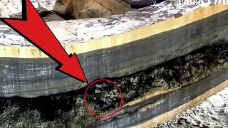 Surprising || Rare Discovery Inside Hollow Wood || Sawmill