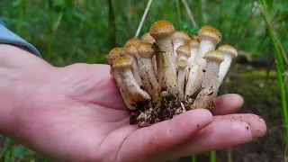 🤗💥🍄 Первая корзина осенних опят!