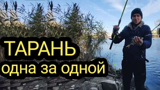 Тарань на фидер Клюёт как Дурная🤗 Не успеваю одевать наживку🐟