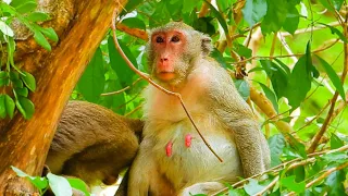 Beautiful Mama Jane attempted to join the amber troop, but her expression conveyed a deep sadness