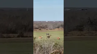 Nilgai bull in South Texas takes 3 bullets from a 28 Nosler!!!!!