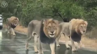Львы остановили движение на дороге