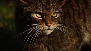 Enormous wildcat found in Aberdeenshire forest, Clashindarroch Beast, Scottish wildcat