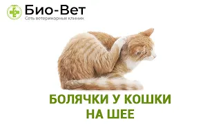 Болячки у Кошки На Шее // Что делать // Сеть Ветклиник Био-Вет