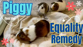 (Piggy Vlog) Piggy Equality Remedy! 20240508 EP78