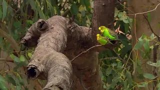 budgies in wild