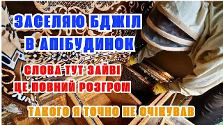 Заселяю Апібудинок! Як заселяти лікувальний будинок. Бджоли набудували язиків. Заселення вулика!