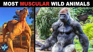 10 Wild Animals With The Most Muscular Bodies