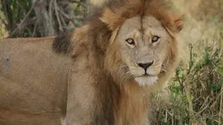 Lions Mating On The Masai Mara