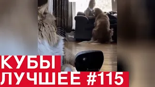 Best Coubs | Кубы лучшее #115