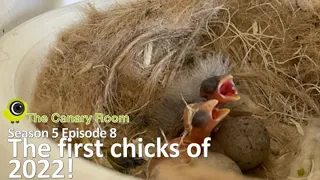 The Canary Room Season 5 - Episode 8 - The first chicks of 2022