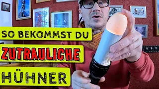 So bekommst du zutrauliche Hühner | Tipps zur Hühnerhaltung