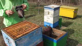 Подсадка матки в клеточке, в семью для двухматочного развития. 10.03.2020 г.