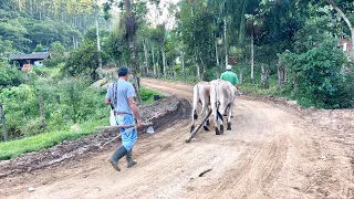 Aqui ainda lutando para manter os bons costumes de antigamente região de canelinha Santa Catarina…