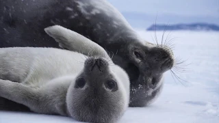 Weddell Seal Super Moms