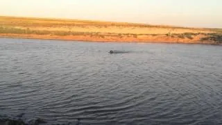 Gus Water Retrieves