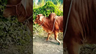 Nandini #gircow #gir #cow #cows #maa  #pure #desicow #shorts #ytshorts #cowsblike #love #nandini