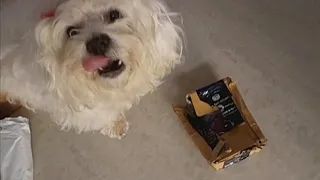 My DOG UNBOXES her own GIFT | Gift Unboxing 2 | Ss Vlogs :-)